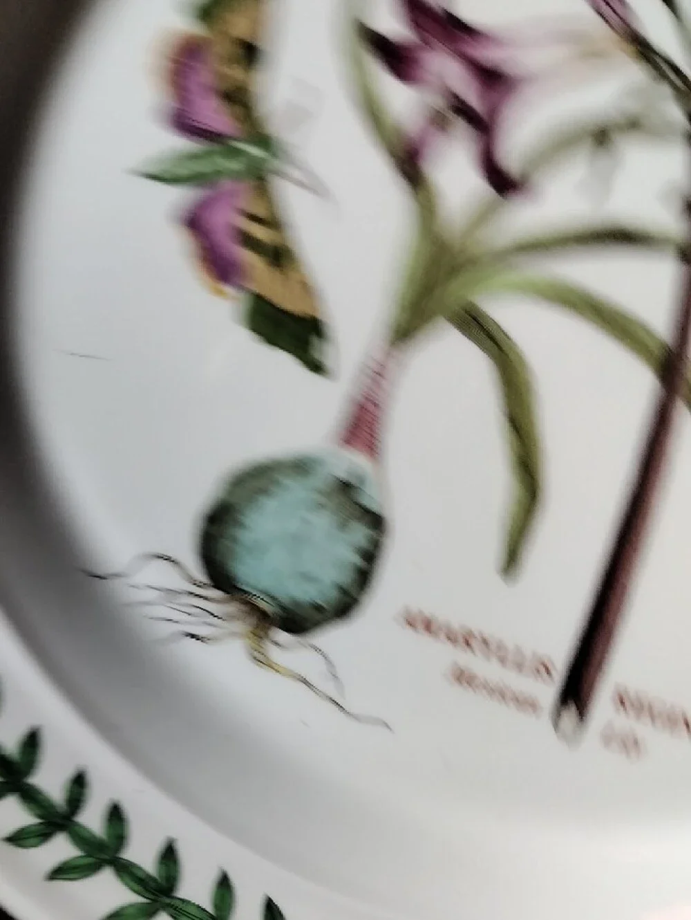 Portmeirion New Botanical Amaryllis & Butterfly Ceramic Dinner Plate